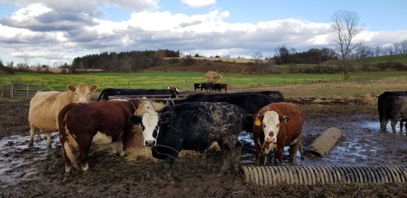 Post-Dairy-stewardship-2.jpg